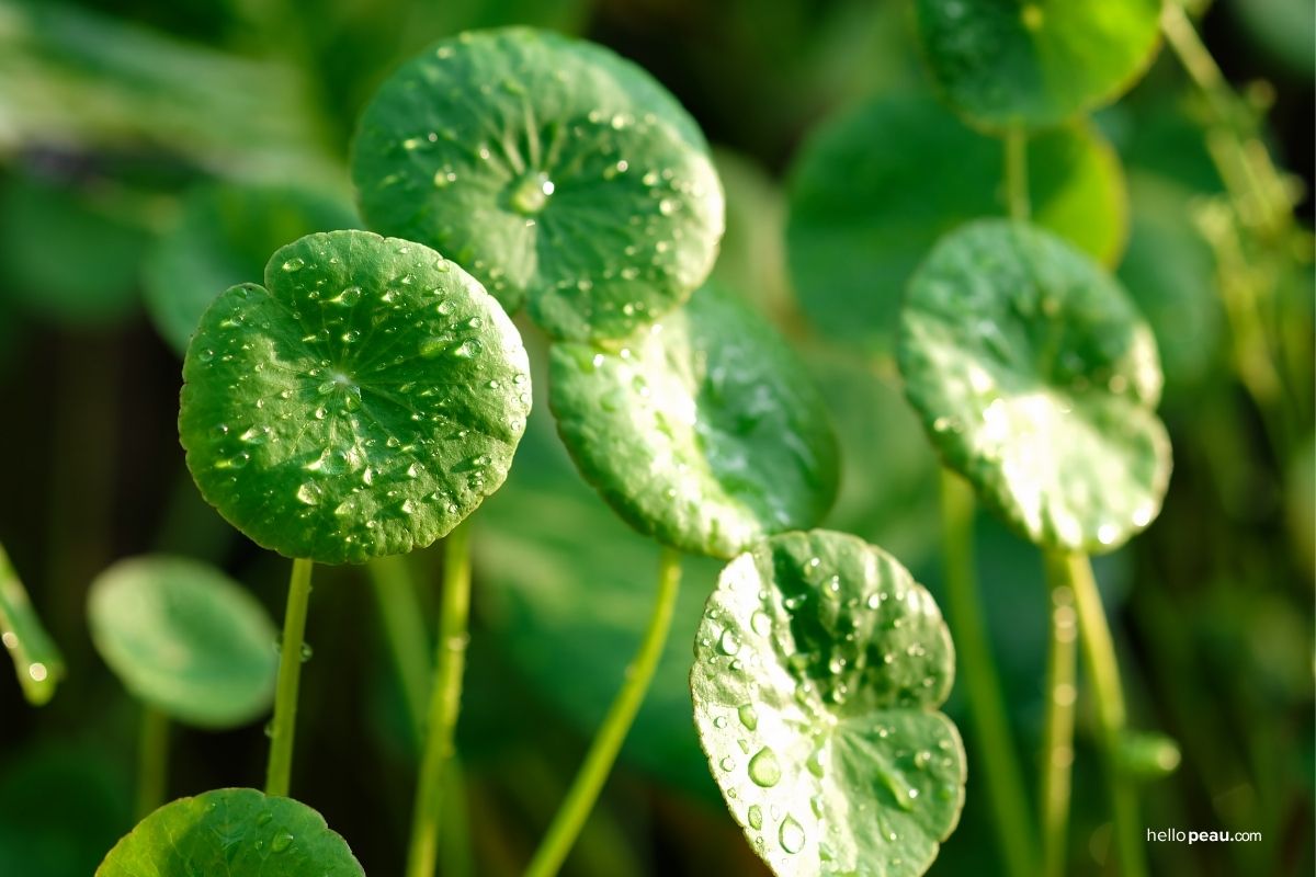 Centella Asiatica for Acne: The Unsung Hero in Pimple Patches